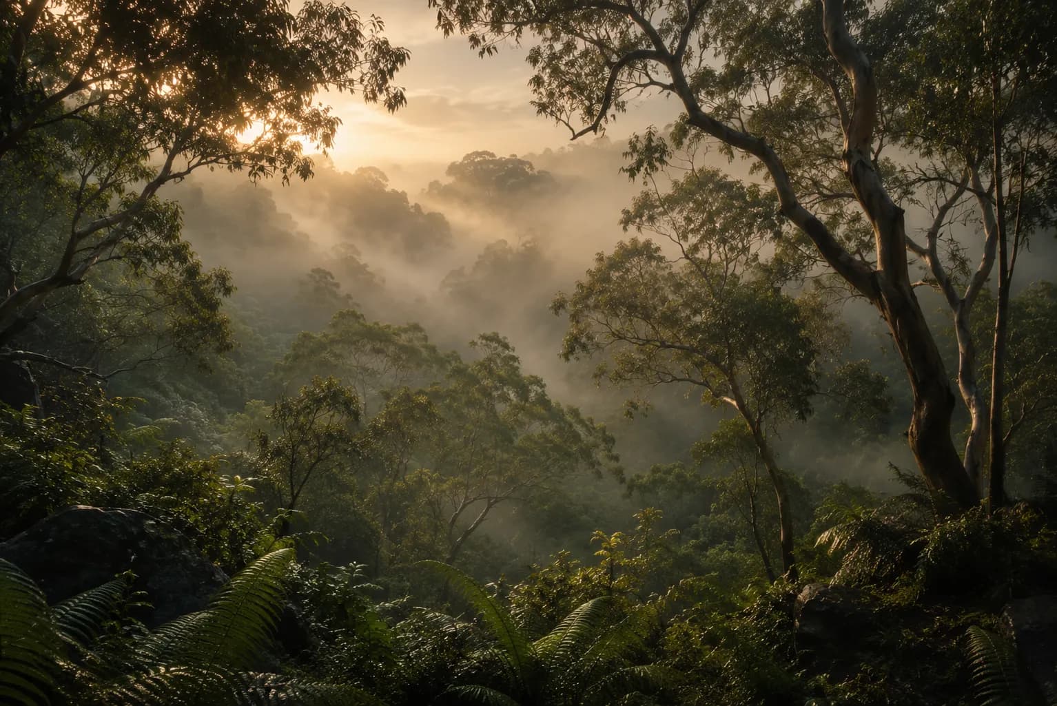 Misty Australian forest at dawn